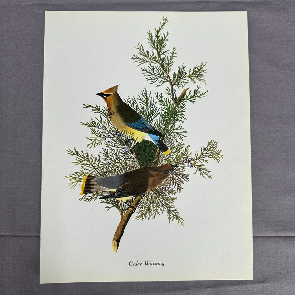 1950 Vintage Print Cedar Waxwing American Bird Art Illustration Audubon 9x12